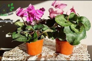 Vivero MAJEN