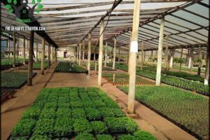Vivero Miguel