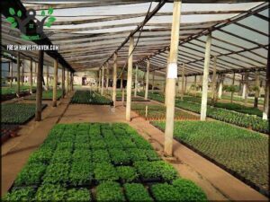 Vivero Miguel