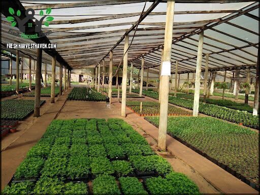 Vivero Miguel
