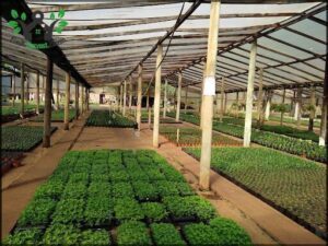 Vivero Miguel