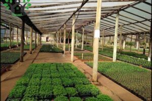 Vivero Miguel