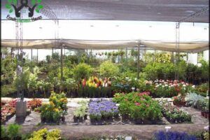 Vivero Millán
