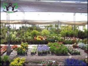 Vivero Millán