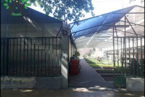 Vivero No Me Olvides