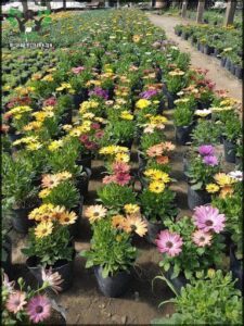 Vivero Pimpaji