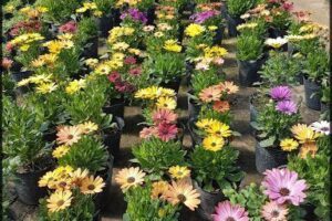 Vivero Pimpaji