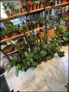 Vivero Plantate