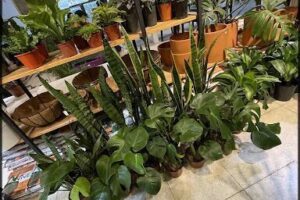 Vivero Plantate