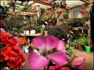 Vivero Raices del Sur