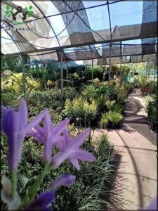 Vivero Regaleria Verde