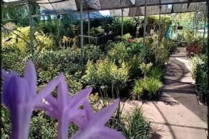 Vivero Regaleria Verde