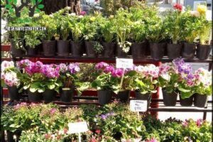 Vivero RM