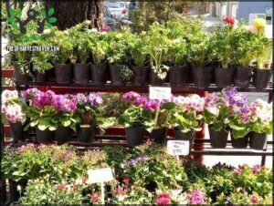 Vivero RM