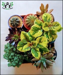 Vivero Roberplants Neuquén