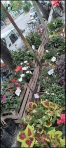 Vivero Santa Ana