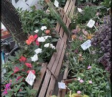 Vivero Santa Ana