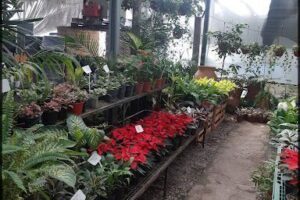 Vivero Santa Fe