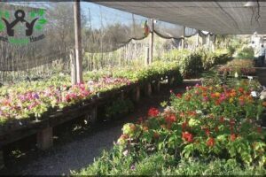 Vivero Shunko