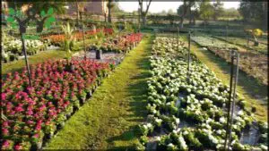 Vivero Sobral