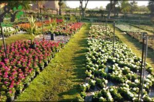 Vivero Sobral