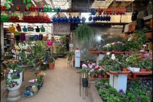 Vivero The Aromos