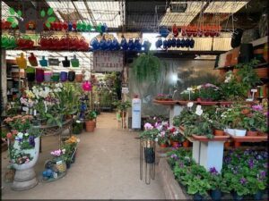 Vivero The Aromos