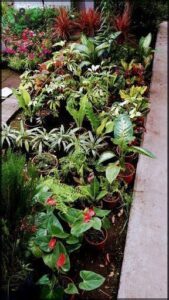vivero valle hermoso