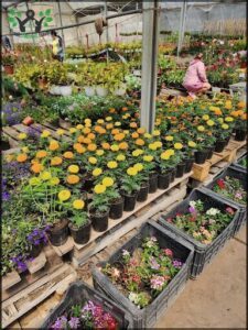 Vivero Yamanouchi Hnos.