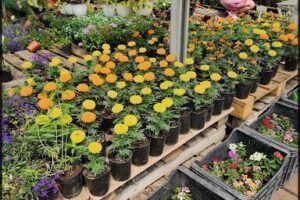 Vivero Yamanouchi Hnos.