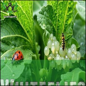 Whiteflies