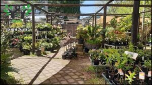 Willow Park By Heritage Nursery