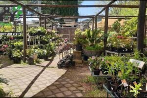 Willow Park By Heritage Nursery