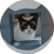 Windrest Cat Boutique
