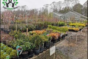 Yarralumla Government Nursery