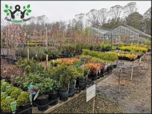 Yarralumla Government Nursery