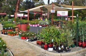 Zanthorrea Nursery