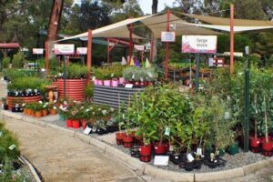 Zanthorrea Nursery