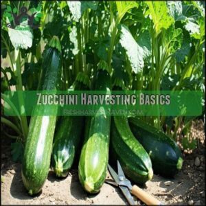 Zucchini Harvesting Basics