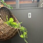 A basket of plants is hanging on a wall.