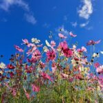 A beautiful blue sky with a field of pink flowers.