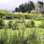 A beautiful garden with a variety of flowers and greenery.