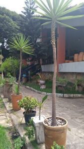 A beautiful garden with a variety of plants, including palm trees and potted plants.