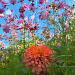 A beautiful orange flower stands out in a field of pink flowers.
