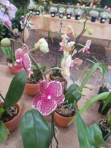 A beautiful pink orchid with a yellow center is displayed in a pot.