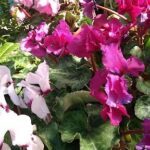 A beautiful purple flower with green leaves.