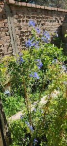A blue flower blooms in a garden setting.