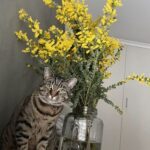 A cat sits in front of a vase filled with yellow flowers, looking at the camera.