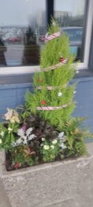 A Christmas tree with a red and white striped ribbon is displayed in a flower pot.