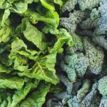 A close-up of a bunch of green leafy vegetables, including lettuce and spinach, with a focus on the leaves.